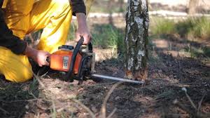 Best Tree Maintenance Programs  in Fruitland Park, FL