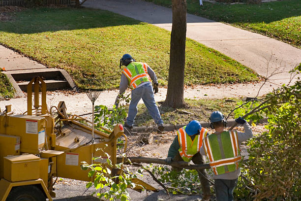 Best Tree Mulching  in Fruitland Park, FL