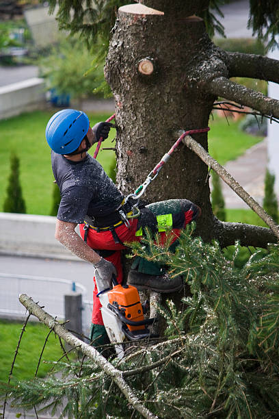 Best Tree Trimming and Pruning  in Fruitland Park, FL