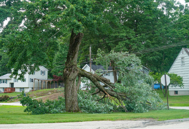 Best Utility Line Clearance  in Fruitland Park, FL