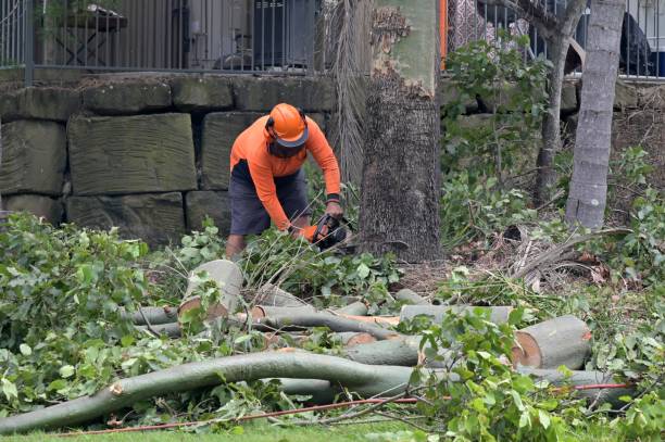 Professional Tree Care  in Fruitland Park, FL