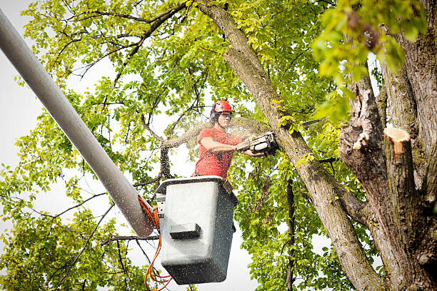 Best Tree Removal  in Fruitland Park, FL