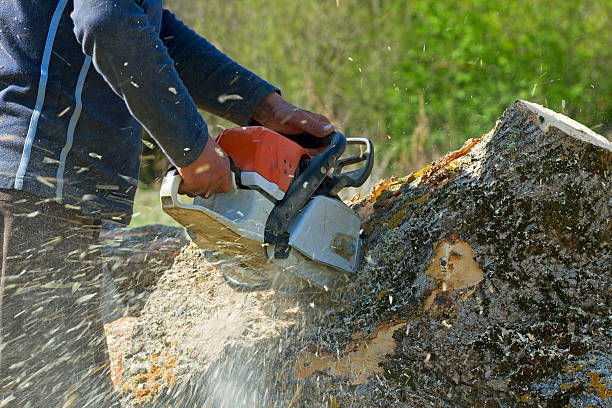 How Our Tree Care Process Works  in  Fruitland Park, FL