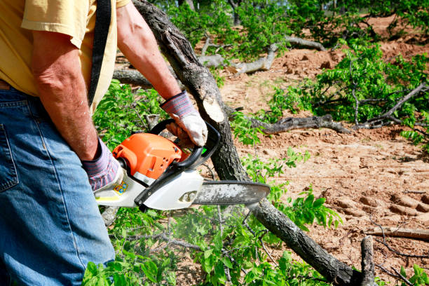 Best Tree and Shrub Care  in Fruitland Park, FL