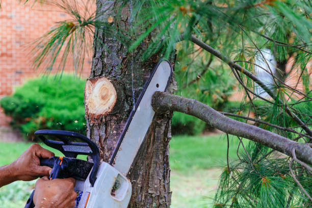 Best Hazardous Tree Removal  in Fruitland Park, FL